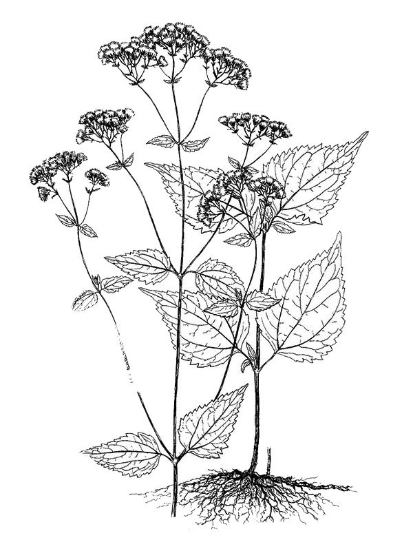 Ageratina altissima