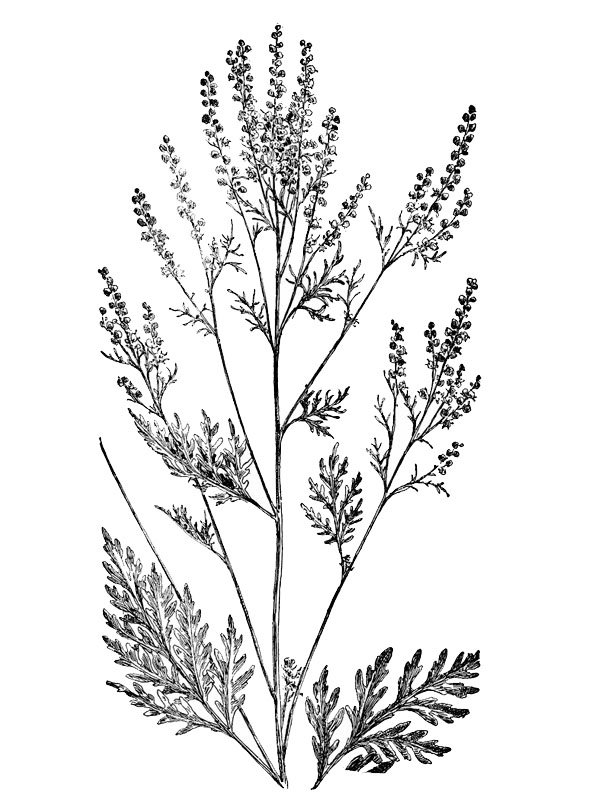 Ambrosia artemisiaefolia