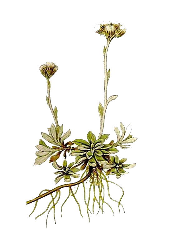 Antennaria alpina