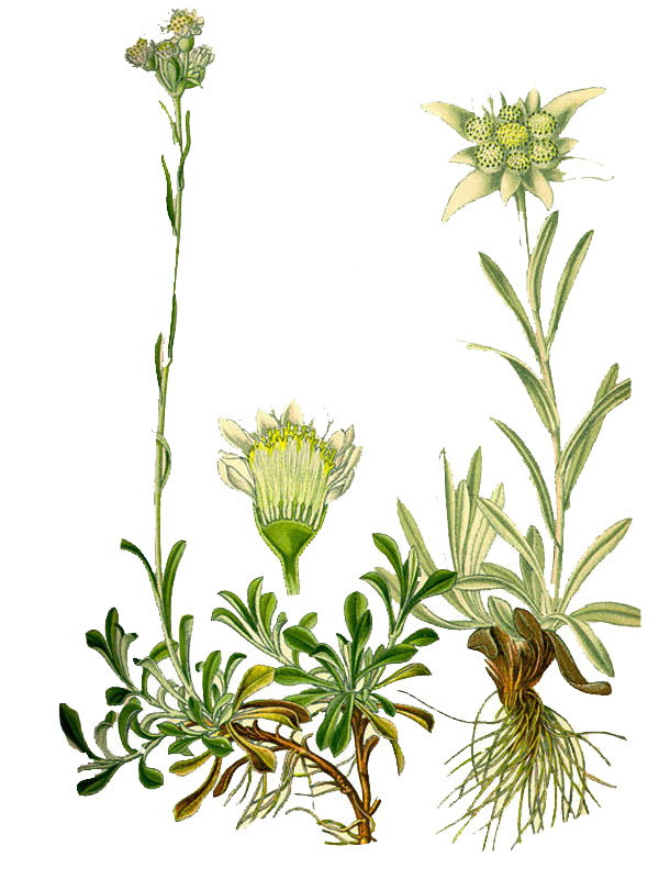 Antennaria dioica