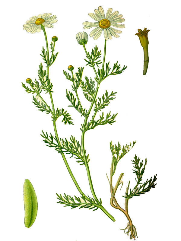 Anthemis arvensis