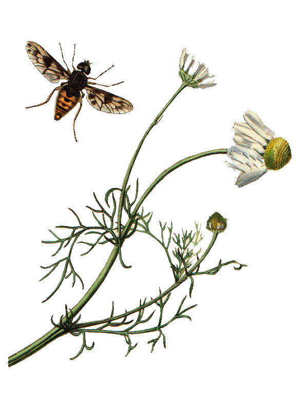 Anthemis cotula