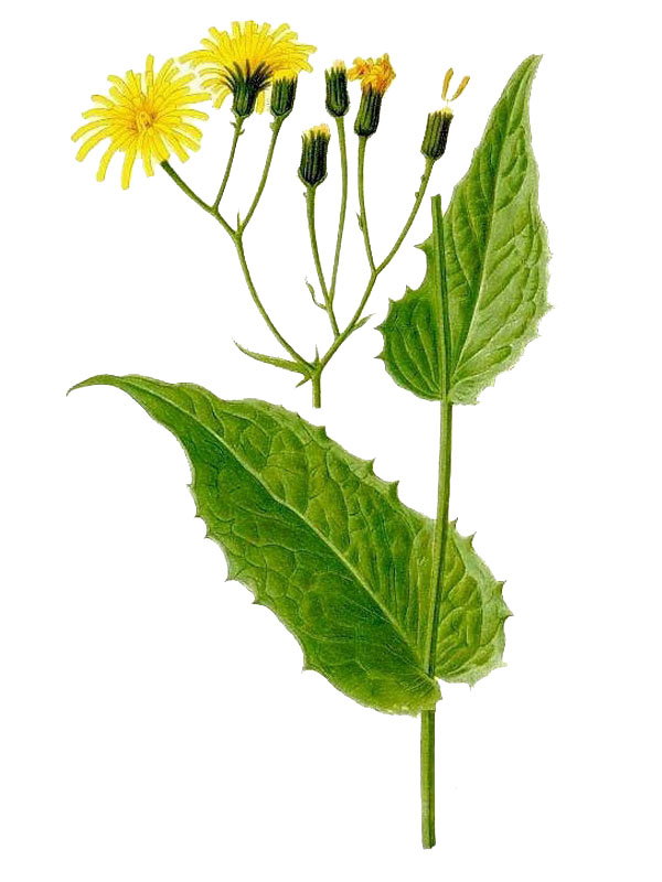 Aracium paludosum