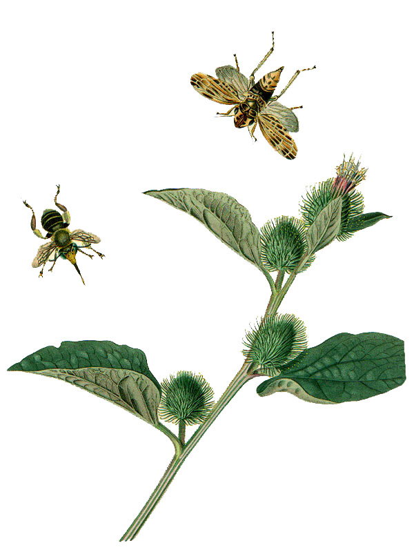 Arctium lappa