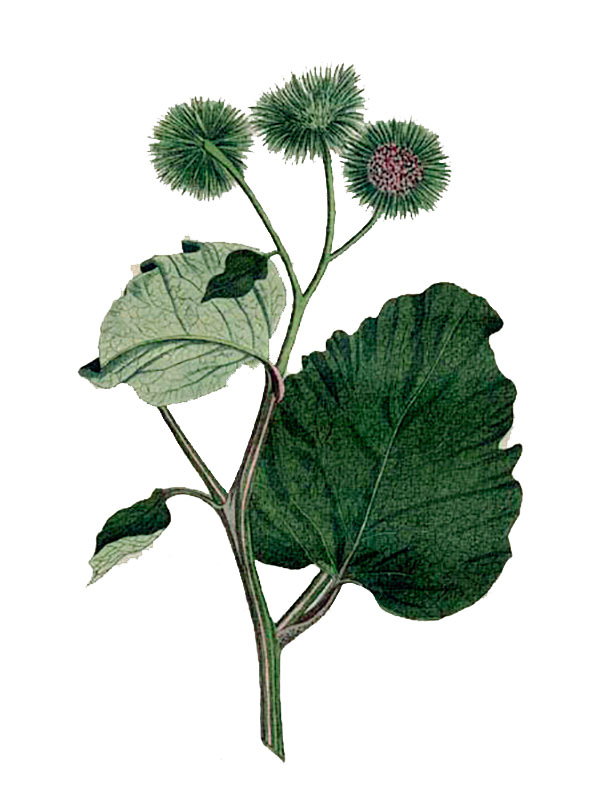 Arctium lappa
