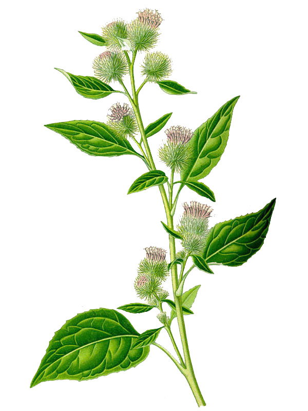 Arctium minor