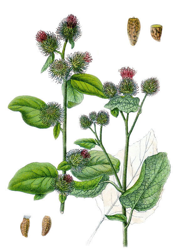 Arctium minus