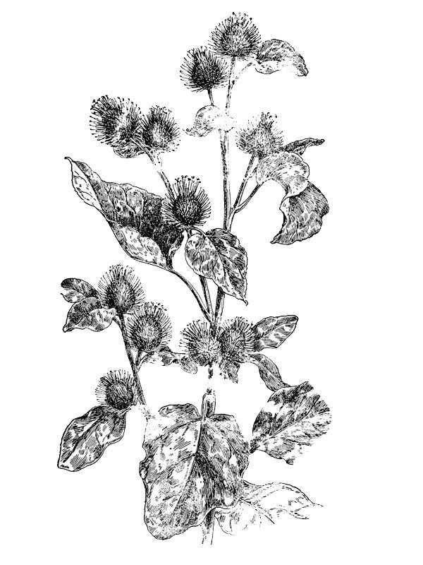 Arctium minus