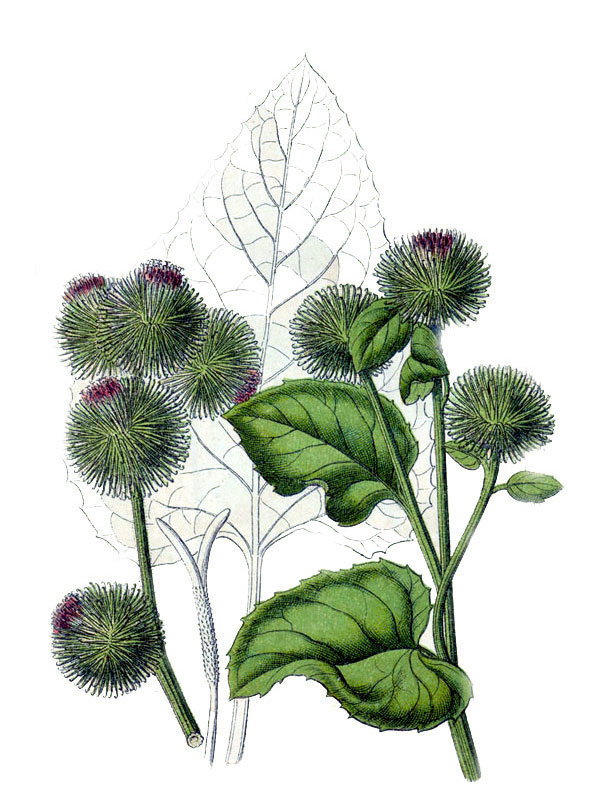 Arctium nemorosum