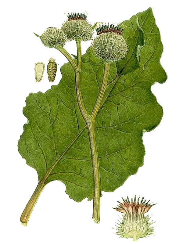 Arctium tomentosum