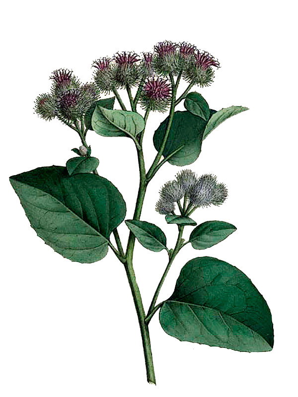 Arctium tomentosum