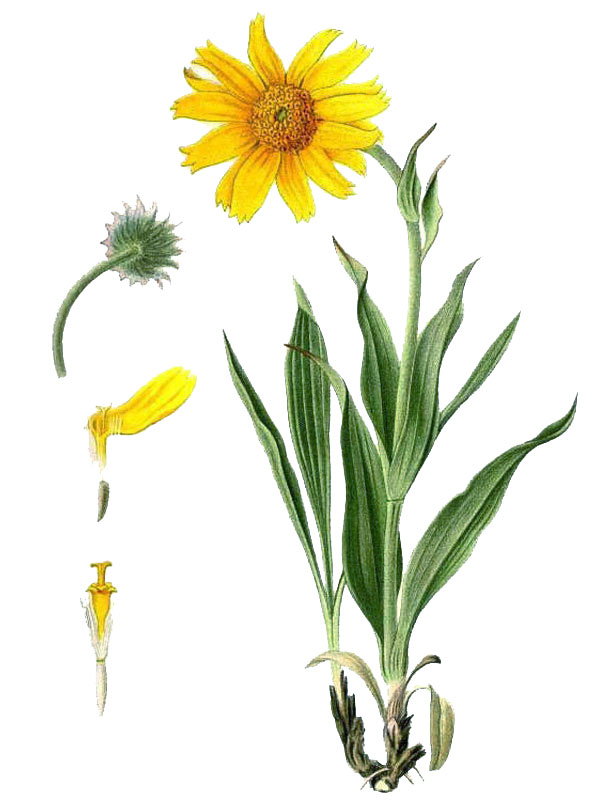 Arnica alpina