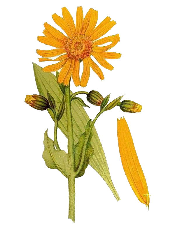 Arnica montana