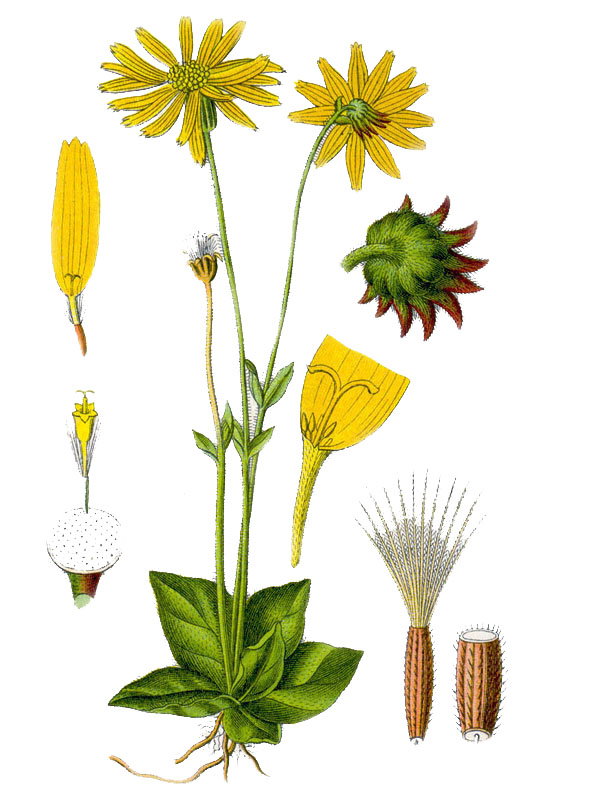 Arnica montana
