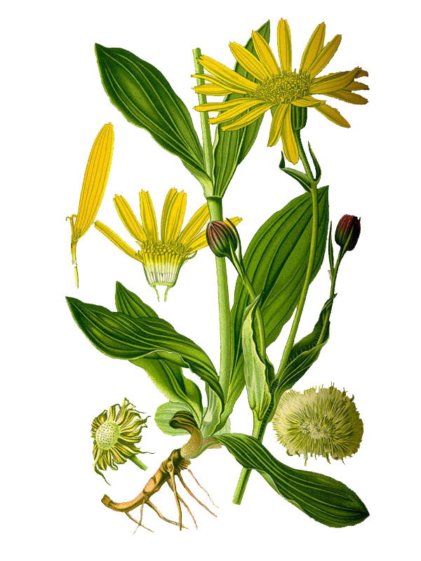 Arnica montana