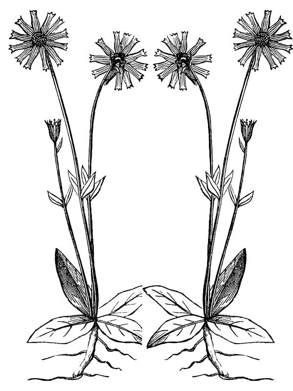 Arnica montana