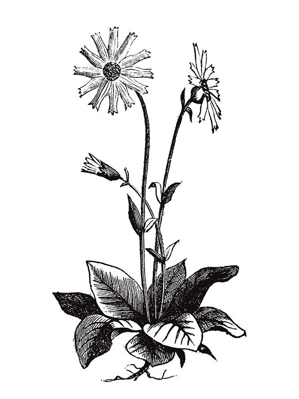 Arnica montana