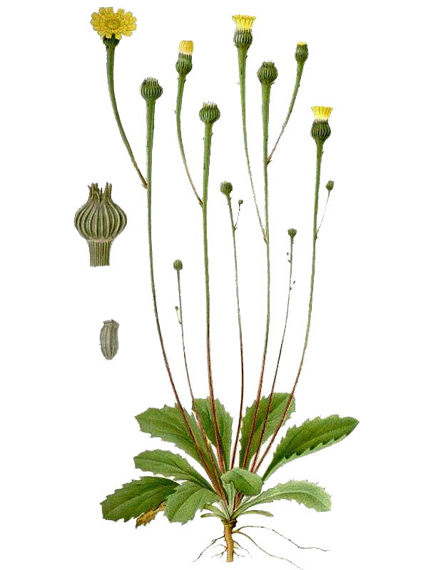 Arnoseris minima