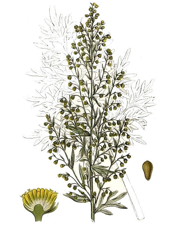 Artemisia absinthium