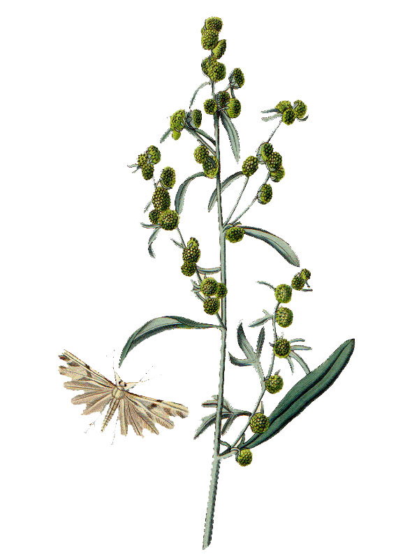 Artemisia absinthium