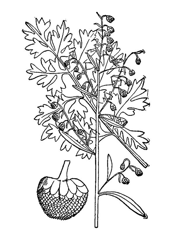 Artemisia absinthium