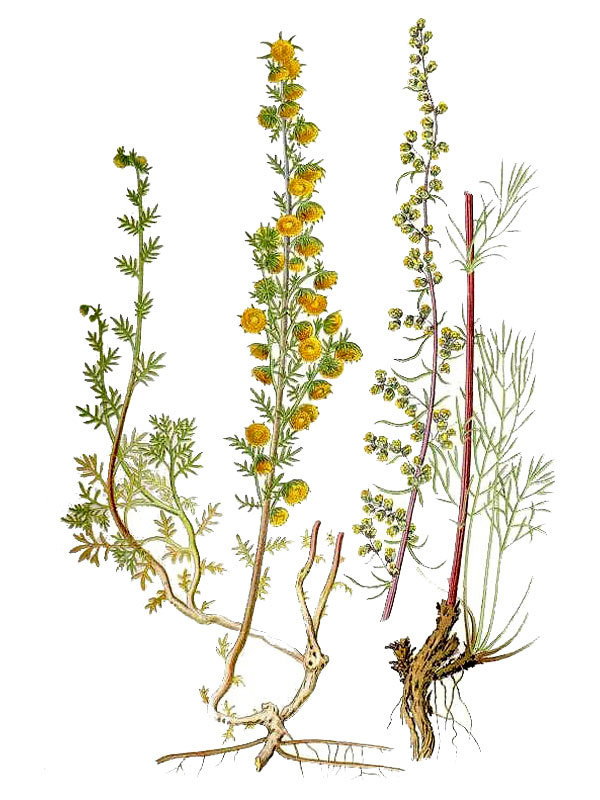 Artemisia campestris