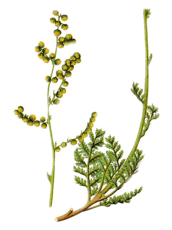 Artemisia laciniata