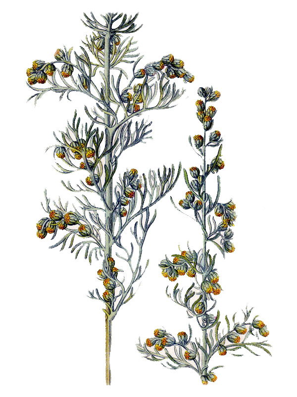 Artemisia maritima