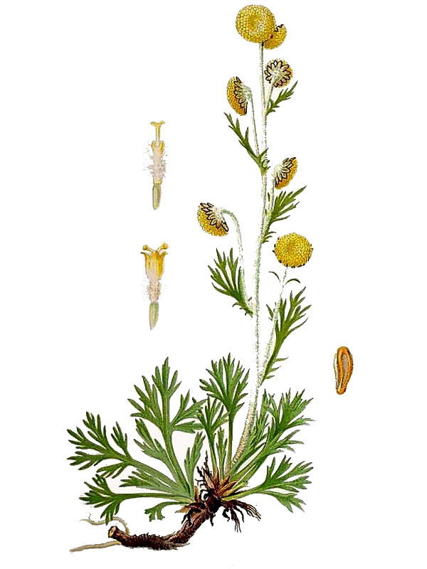 Artemisia norvegica