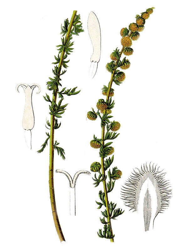 Artemisia rupestris