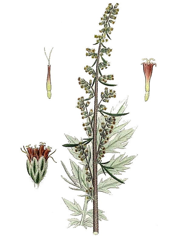 Artemisia vulgaris