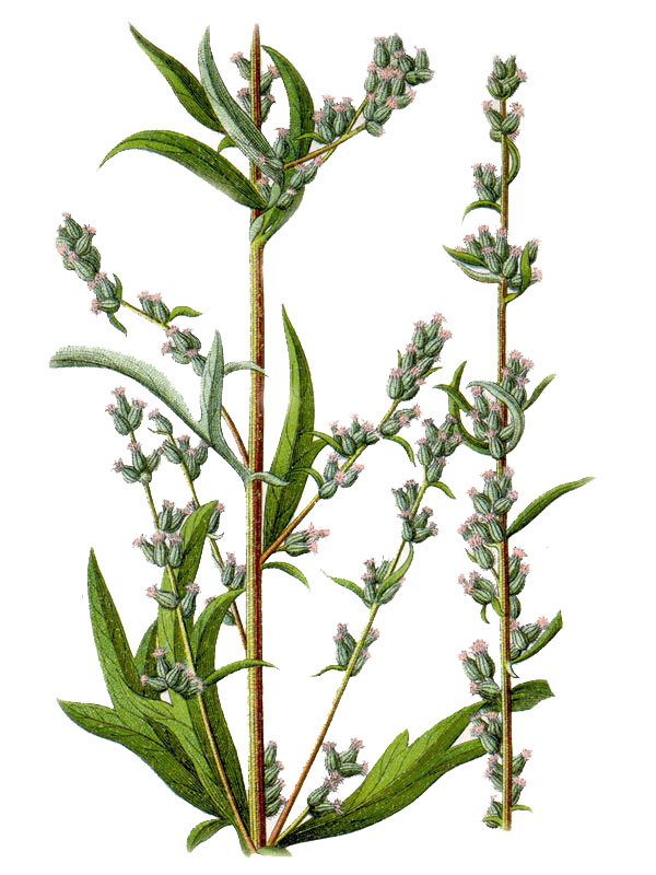 Artemisia vulgaris