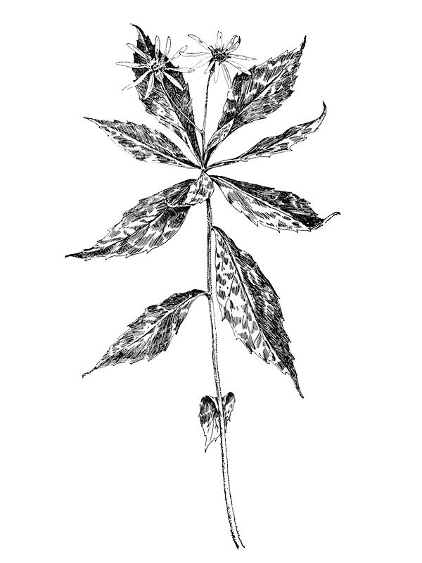 Aster acuminatus