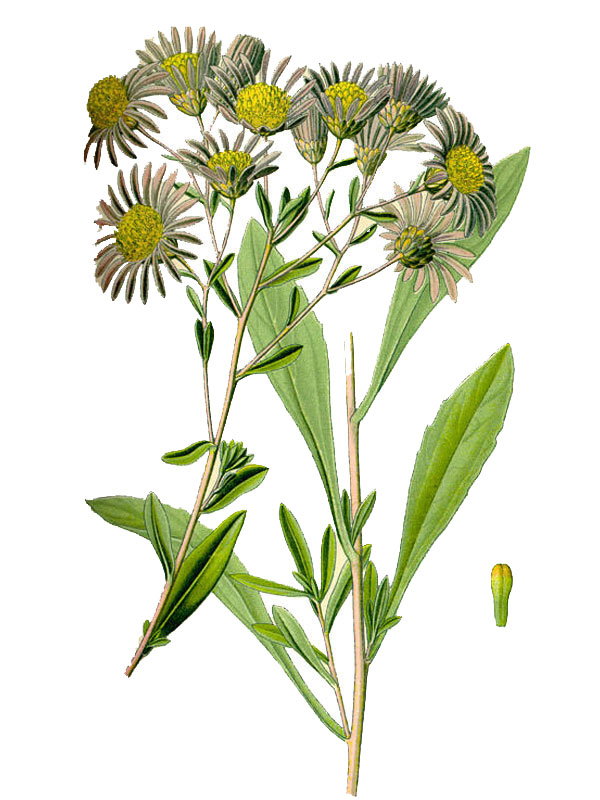 Aster amellus
