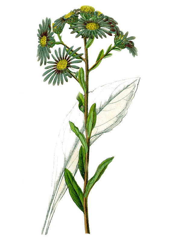 Aster amellus