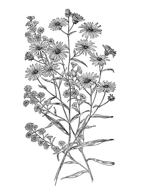 Aster belgii