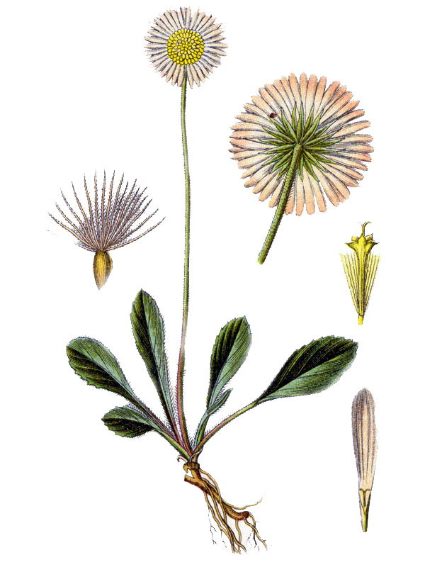 Aster bellidiastrum
