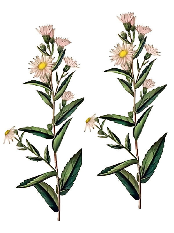 Aster confertus