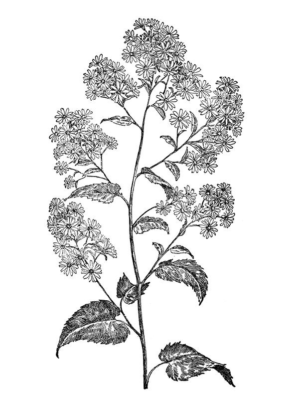 Aster cordifolius