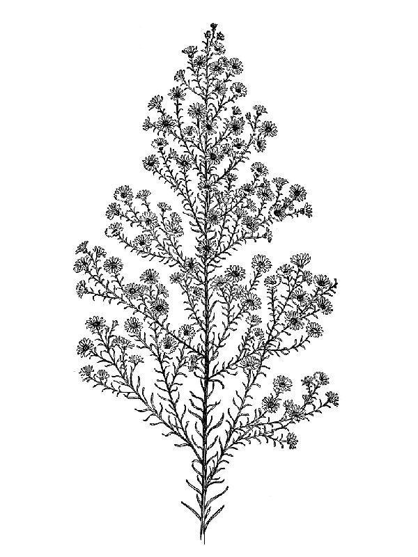 Aster ericoides