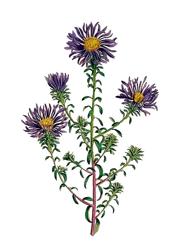 Aster grandiflorus