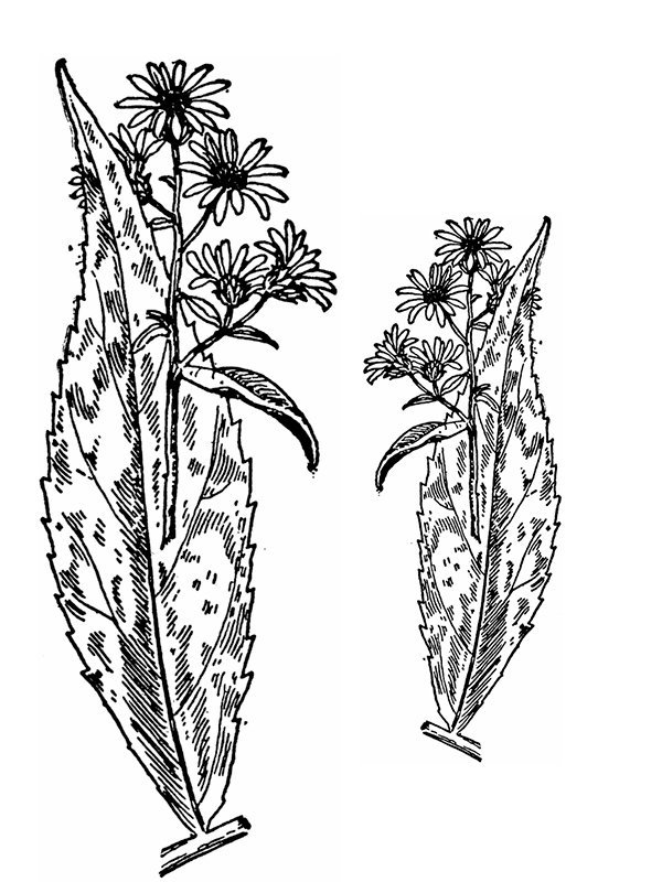 Aster lateriflorus
