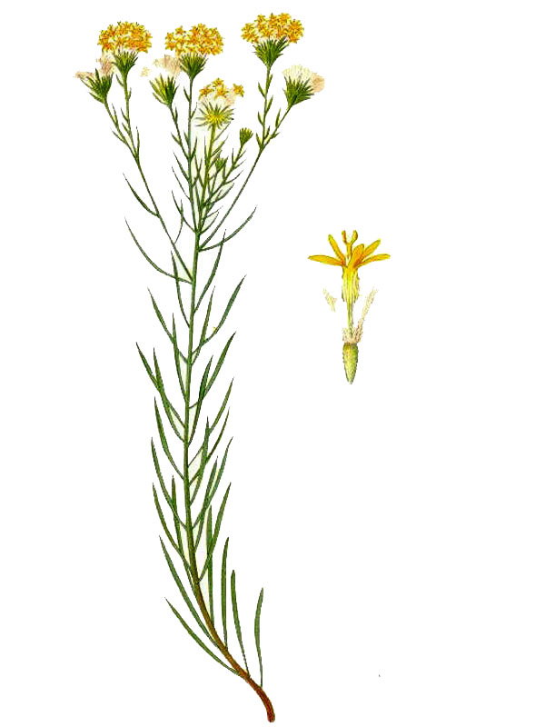 Aster linosyris