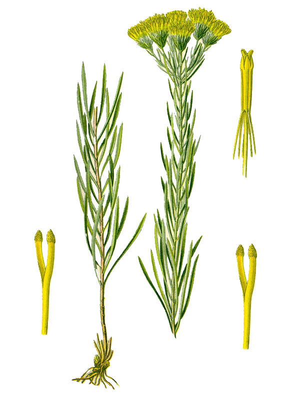 Aster linosyris