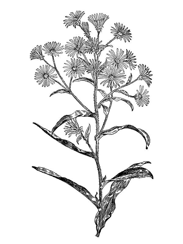 Aster puniceus