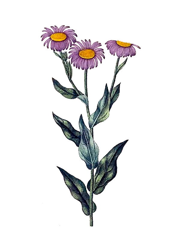 Aster pyrenaeus