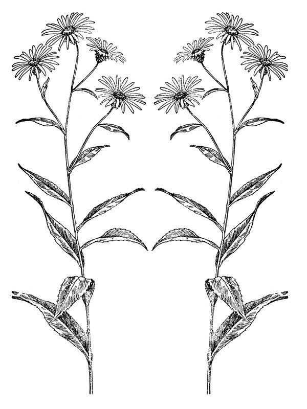 Aster radula