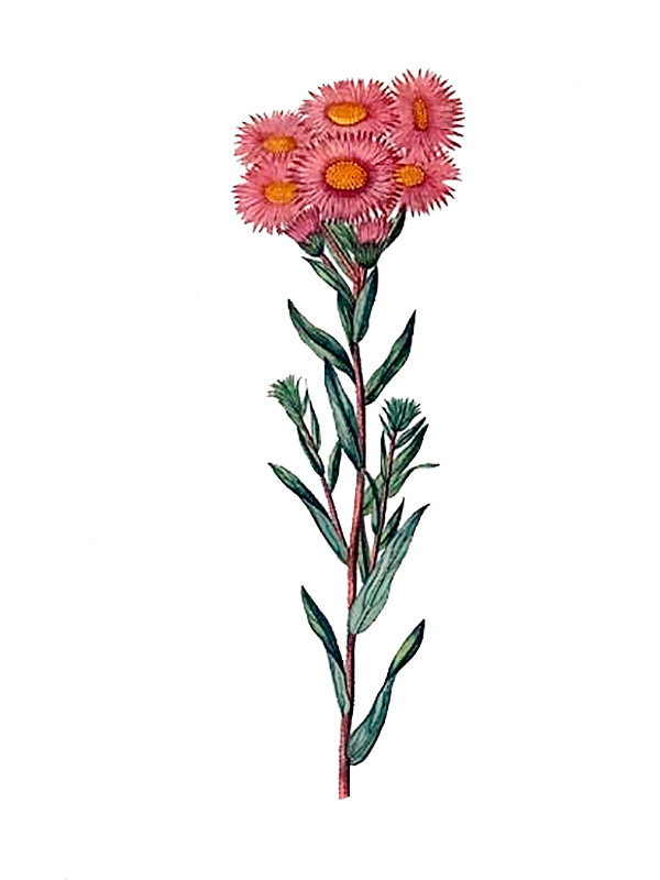 Aster roseus