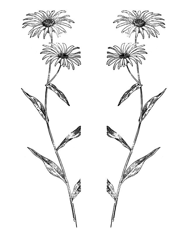 Aster spectabilis