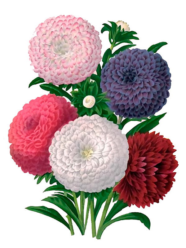 Aster ssp